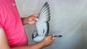 Pigeon image