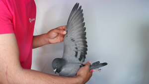 Pigeon image