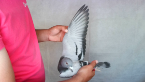 Pigeon image
