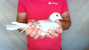 Pigeon image