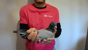 Pigeon image