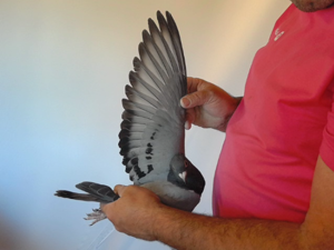 Pigeon image