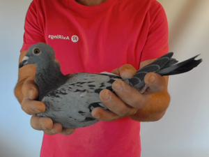 Pigeon image