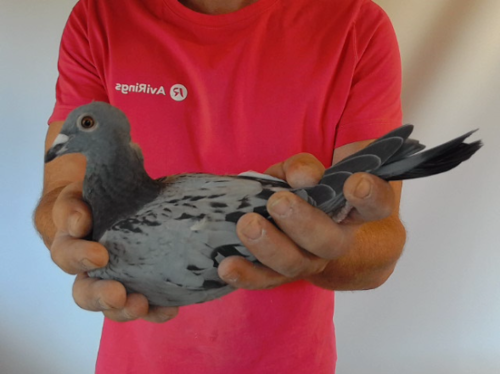 Pigeon image