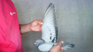 Pigeon image