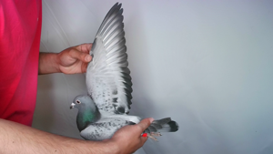 Pigeon image