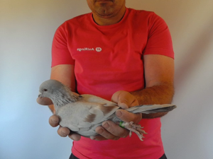 Pigeon image