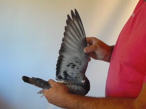 Pigeon image