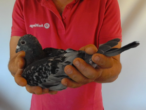 Pigeon image