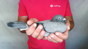Pigeon image