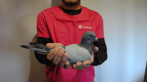 Pigeon image