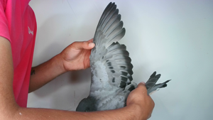 Pigeon image