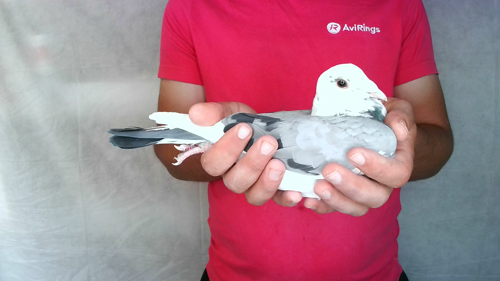 Pigeon image