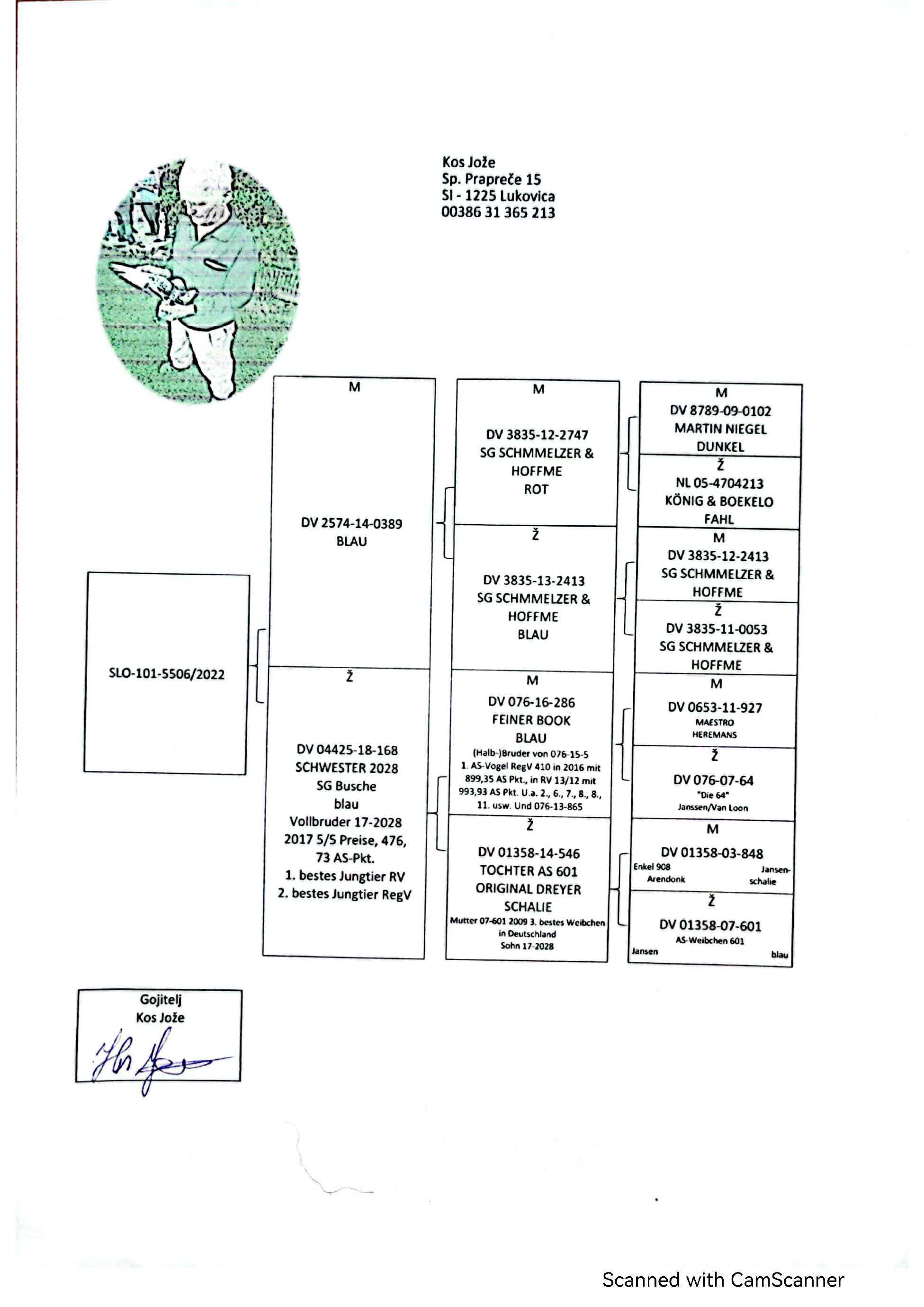 Pigeon pedigree image