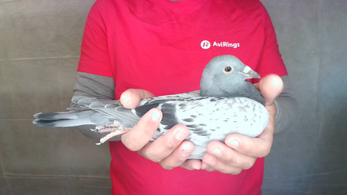 Pigeon image