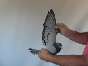 Pigeon image