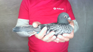 Pigeon image