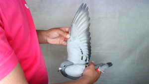 Pigeon image