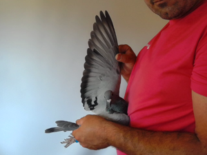 Pigeon image