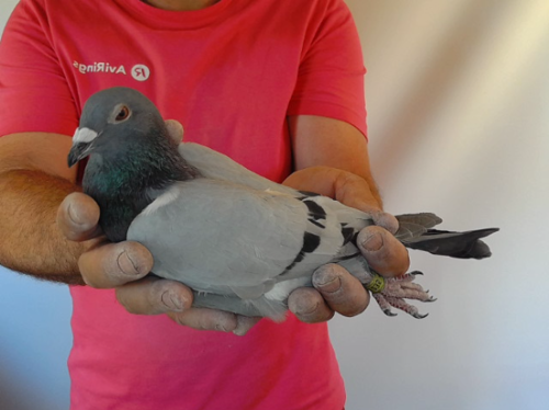 Pigeon image