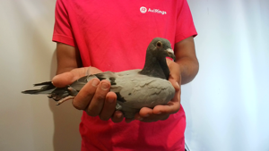 Pigeon image