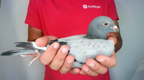Pigeon image