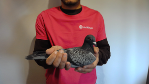 Pigeon image