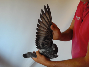 Pigeon image
