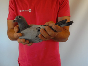 Pigeon image