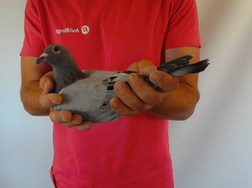 Pigeon image