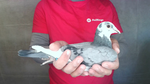Pigeon image