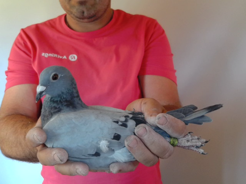 Pigeon image
