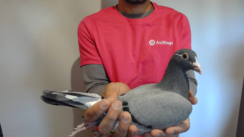 Pigeon image