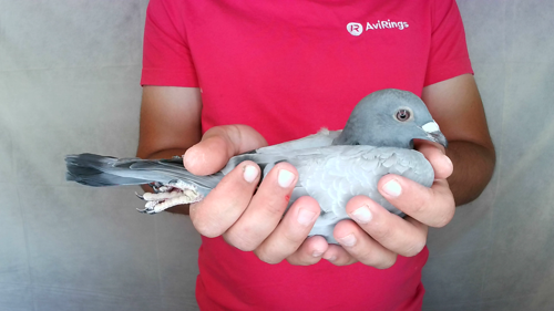 Pigeon image