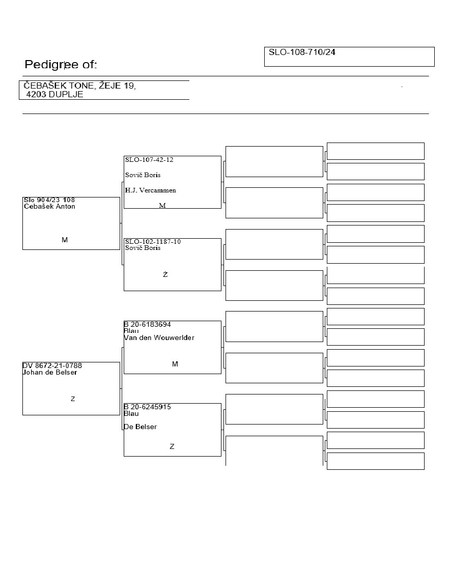 Pigeon pedigree image