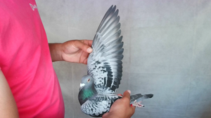 Pigeon image