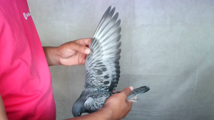 Pigeon image