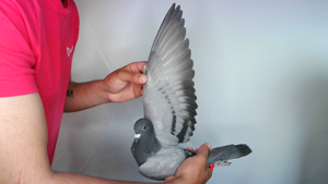 Pigeon image