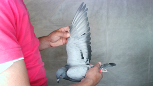 Pigeon image