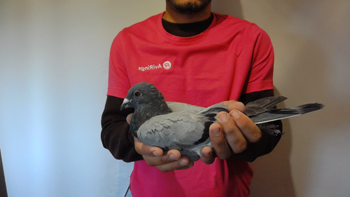 Pigeon image