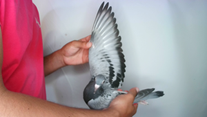 Pigeon image