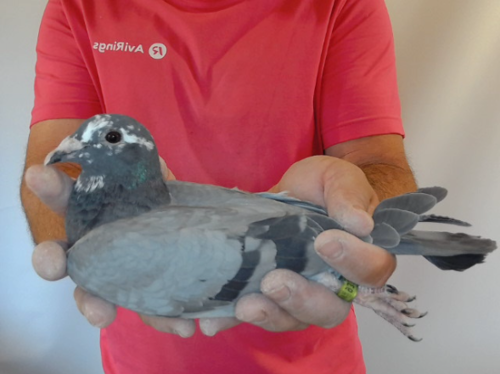 Pigeon image