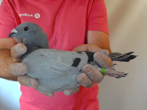 Pigeon image
