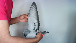 Pigeon image