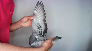 Pigeon image