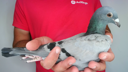 Pigeon image