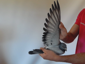 Pigeon image