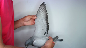 Pigeon image