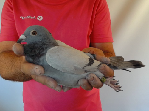Pigeon image
