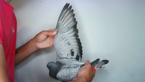Pigeon image
